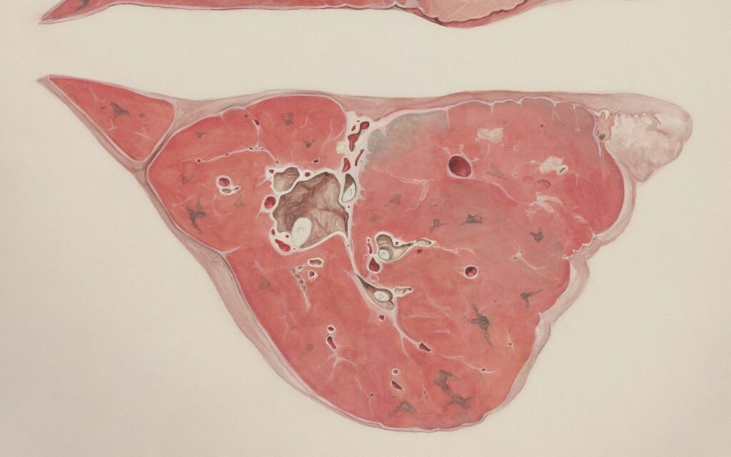 Anatomical illustration of the human liver