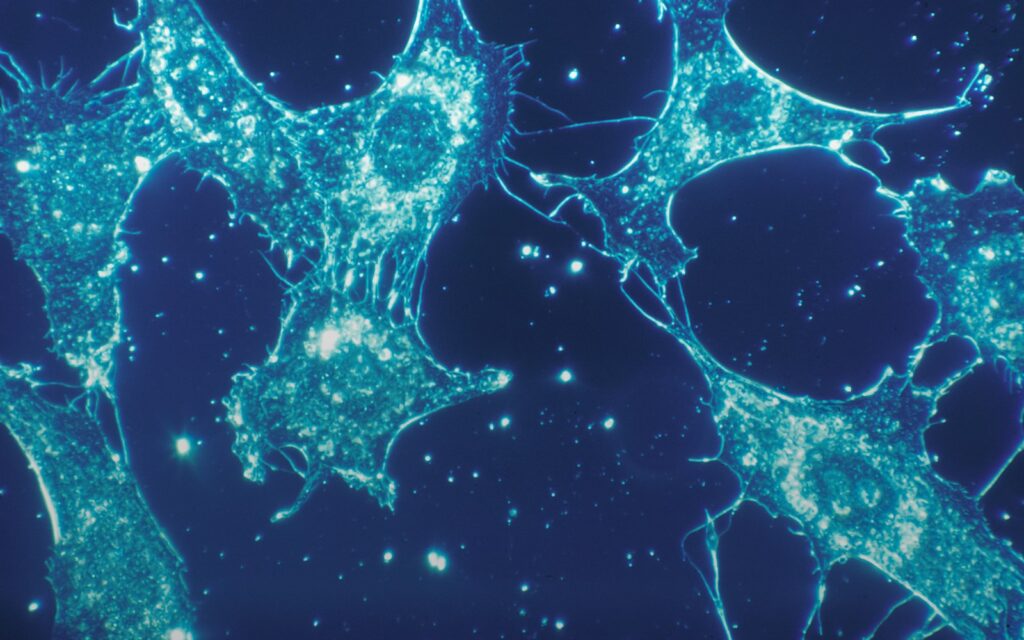 Fluorescence microscopy image of biological cells at the molecular level