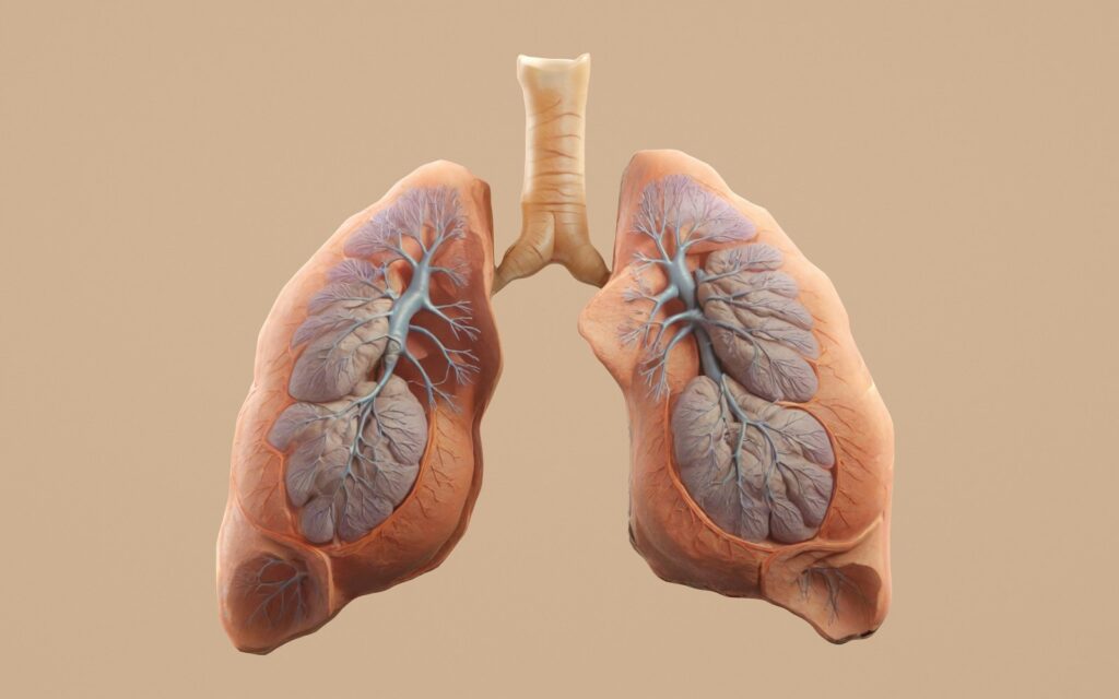 3D rendering of human lungs with trachea representing respiratory disease