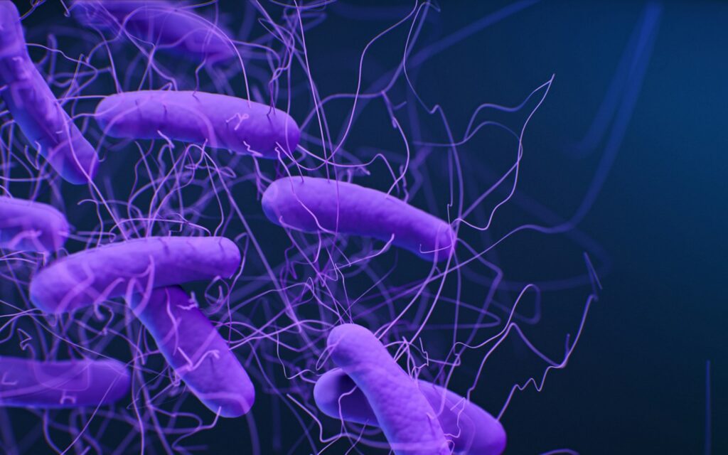 Bacteria representing the gut microbiome