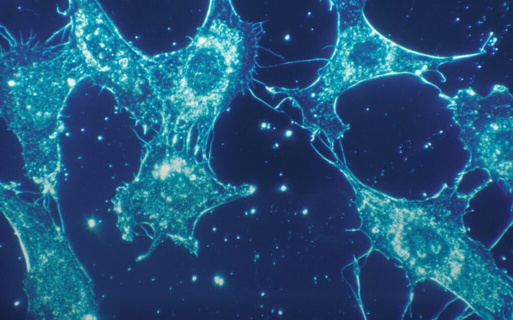 FDA approves iberdomide for multiple myeloma: how the first CELMoD works FDA approval