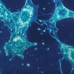 FDA approves iberdomide for multiple myeloma: how the first CELMoD works