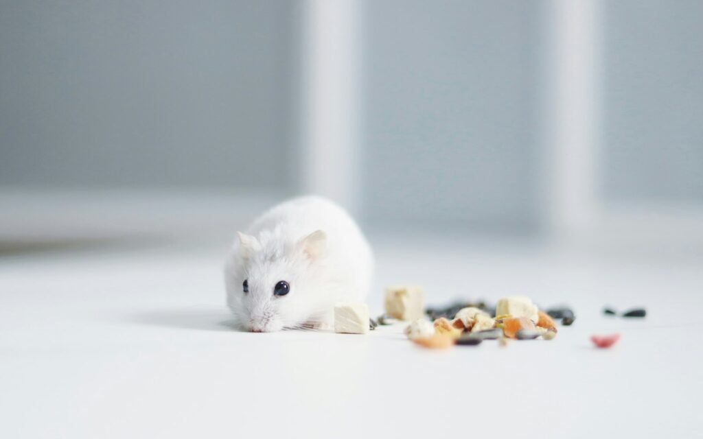 White mouse on a white surface