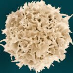 One dose of CAR-T cells shrinks solid tumors in preclinical study