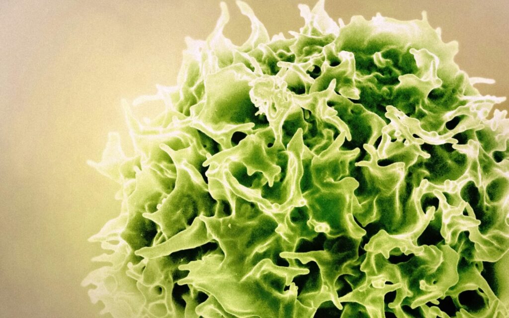 New study links MEK signaling to T cell exhaustion in cancer